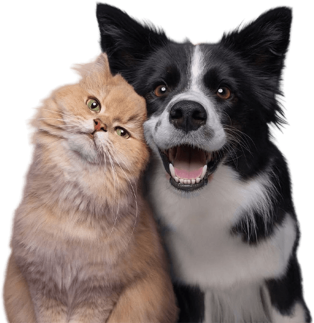 Cachorro e gato aguardando atendimento na Vet Silva