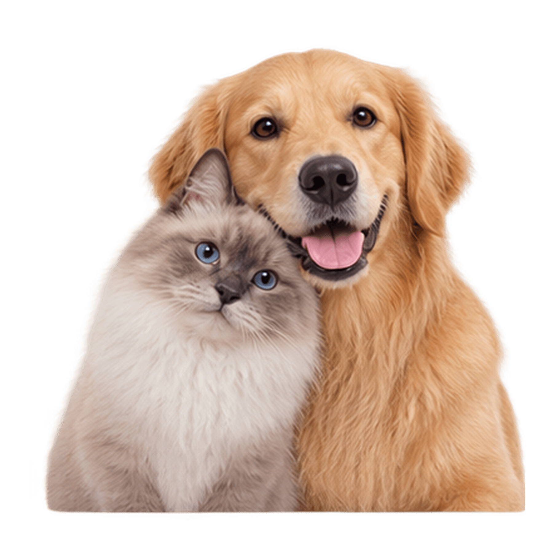 Dupla de pets da Vet Silva